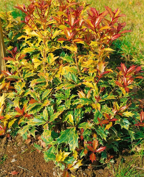 Mahoniebusch im Gartenbeet mit grün-gelb gefleckten Blättern