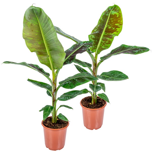 2x Musa Cavendish - Bananenpflanze - Zimmerpflanze - Luftreinigend - ⌀21 cm - ↕90-100 cm