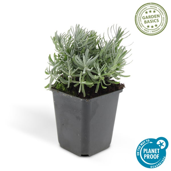 Lavendel Lavandula im Kunststofftopf, pflegeleicht, Garden Basics und Planet Proof zertifiziert.