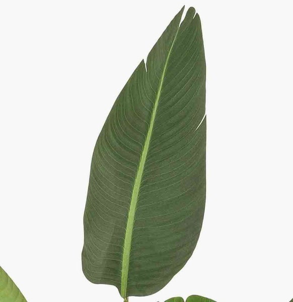 Großes grünes Blatt einer Strelitzie mit ausgeprägten Blattadern.