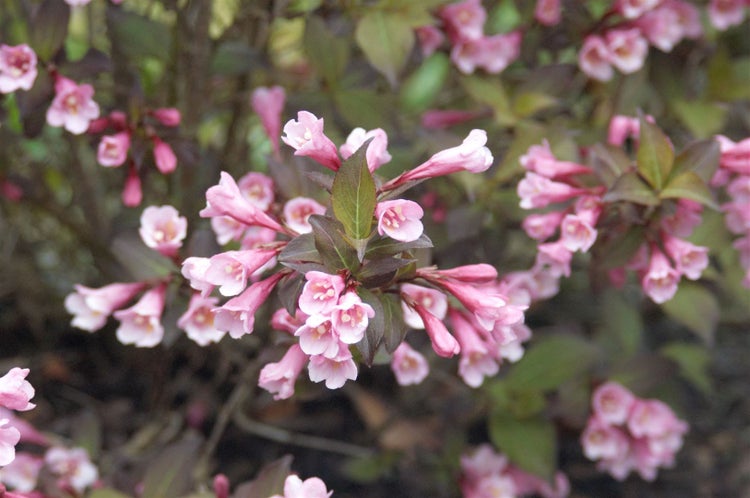 Weigela florida 'Purpurea', Weigelie, purpur, ca. 11x11 cm Topf