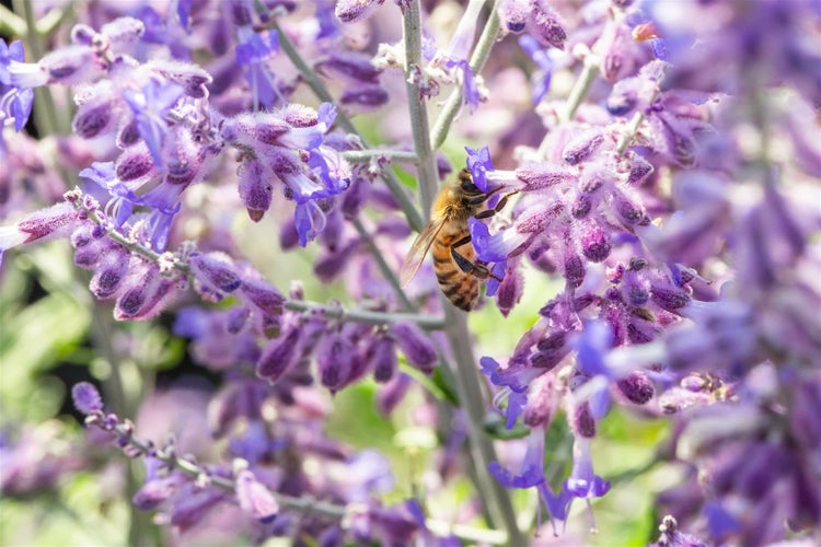 Perovskia atriplicifolia 'Lacey Blue', Blauraute, silberblau, 40–60 cm