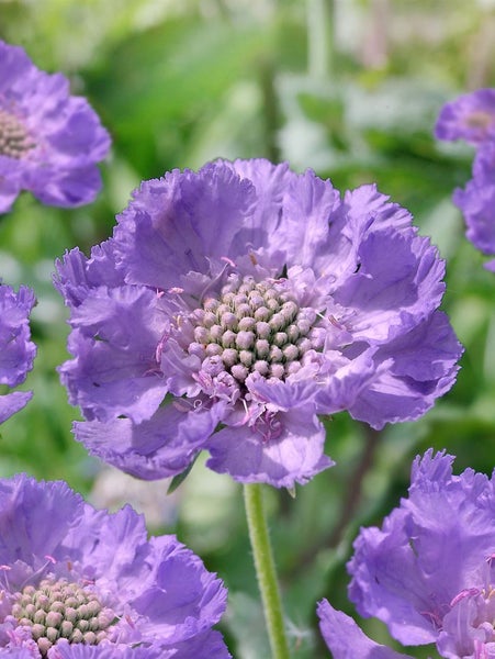 Scabiosa caucasica 'Clive Greaves', Skabiose, blau, ca. 9x9 cm Topf