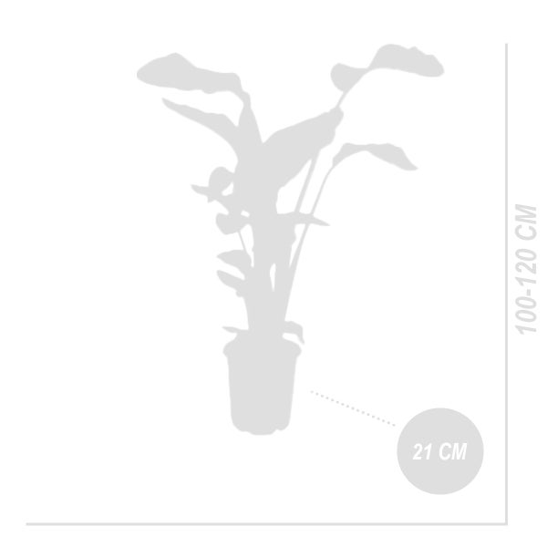 Bloomique - Strelitzia Nicolai - Strelitzie Pflanze - Paradiesvogel Pflanze - Paradiesvogelblume - Zimmerpflanzen Groß - Grünpflanzen Luftreinigend - Höhe 70-80 cm - Topf 21 cm
