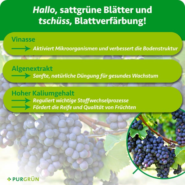 Infografik zu Purgrün Pflanzendünger mit Weinreben. Erklärt Vorteile von Vinasse, Algenextrakt und Kalium für Bodenstruktur und Fruchtwachstum.