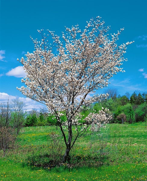Amelanchier laevis, Kupfer-Felsenbirne, 60–100 cm