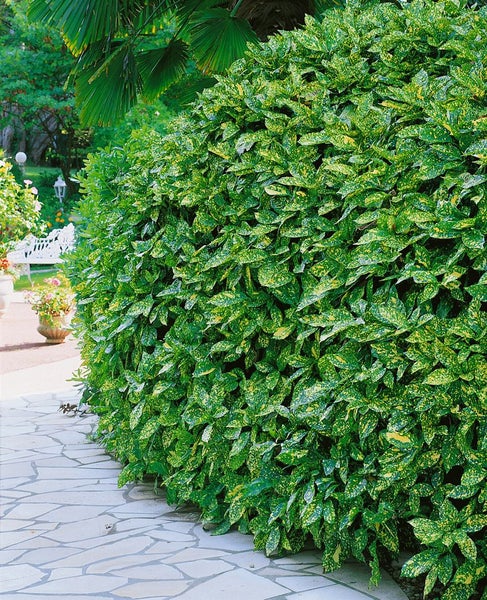 Im Bild ist eine Lorbeerkirsche als Hecke im Garten zu sehen.