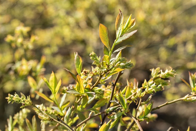 Vaccinium corymbosum 'Sierra', Heidelbeere, 25–30 cm, ertragreich