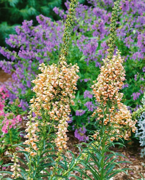 Digitalis ferruginea 'Gigantea', Rost-Fingerhut, ca. 9x9 cm Topf