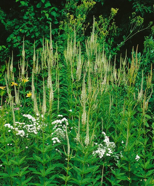 Blühende Veronica-Pflanzen in einem Gartenbeet