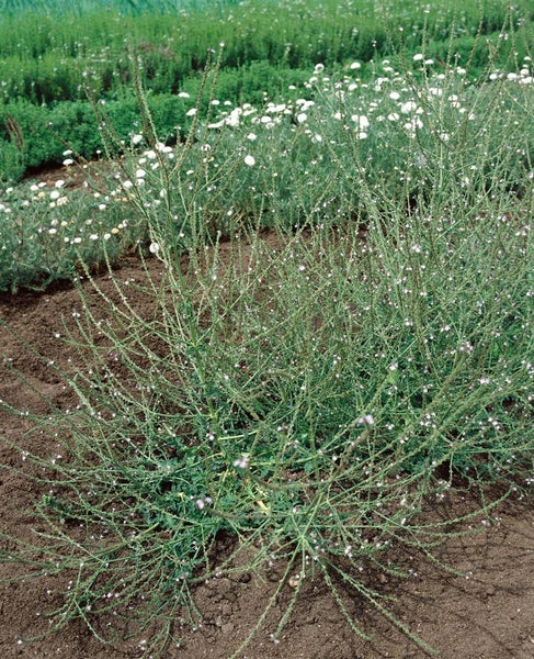 Verbena officinalis, Eisenkraut, ca. 9x9 cm Topf, heilkräftig
