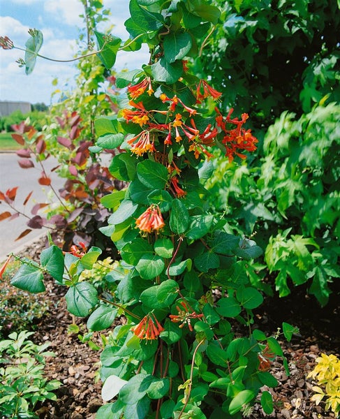 Lonicera brownii 'Dropmore Scarlet', Geißblatt, scharlachrot, 60–100 cm