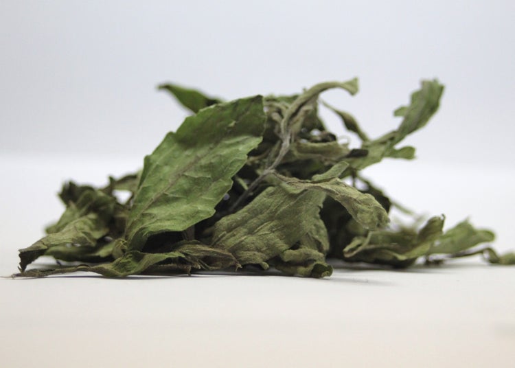SAFLAX Anzucht Set - Stevia Süßkraut - Stevia rebaudiana - 100 Samen - Mit Mini-Gewächshaus, Anzuchtsubstrat und 2 Töpfen