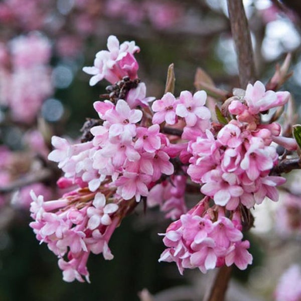 Nahaufnahme von Viburnum-Blüten