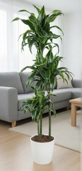 Große Drachenbaum Zimmerpflanze in einem weißen Blumentopf im Wohnzimmer vor einem Sofa platziert.