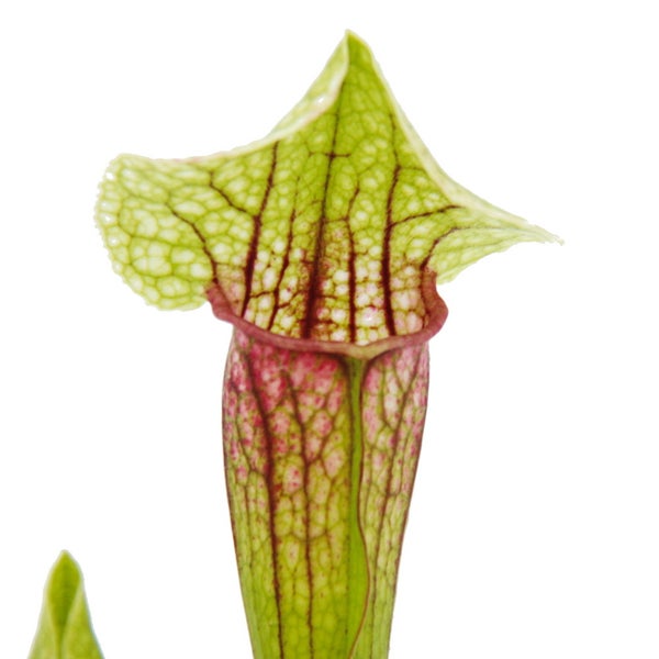 Schlauchpflanze - Sarracenia Eva - Fleischfressende Pflanze - 9cm Topf