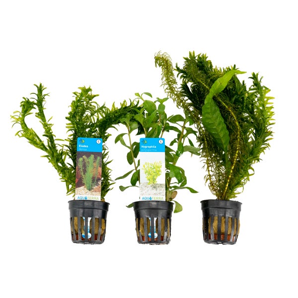 Bloomique - 3er Set - Aquarium Pflanzen Echt - Aquarium Zubehör - Wasserpflanzen - Reinigend - Sauerstoff - Wasserpest, Wassernabel, Sumpffreund - Höhe 15-20 cm