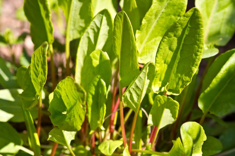 SAFLAX Garden to go - BIO - Sauerampfer - Rumex acetosa - 400 Samen - Mit Topf, Klima - Deckel und Anzuchtsubstrat