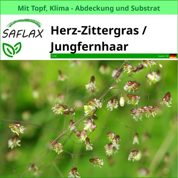 Herz Zittergras mit Topf, Klima Abdeckung und Substrat