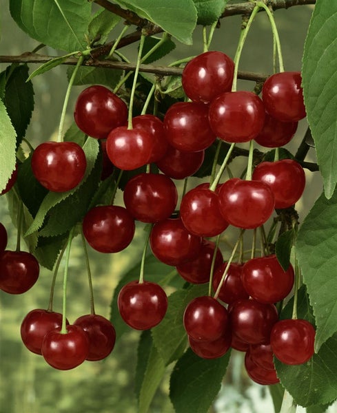 Prunus domestica 'Zwergobst', Terrassenobst, 40 cm Stammhöhe
