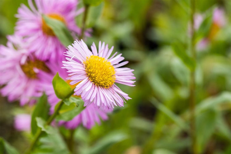 Nahaufnahme einer zartrosa Herbstaster mit gelber Mitte