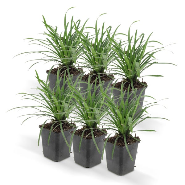 Bodendecker - Lilientraube - Liriope muscari 'Big Blue' - 9cm Topf - Set mit 6 Pflanzen