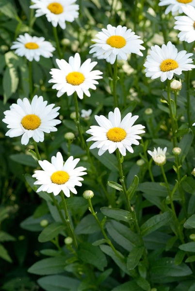 Leucanthemum x superbum 'Becky', Margerite, weiß, ca. 9x9 cm Topf