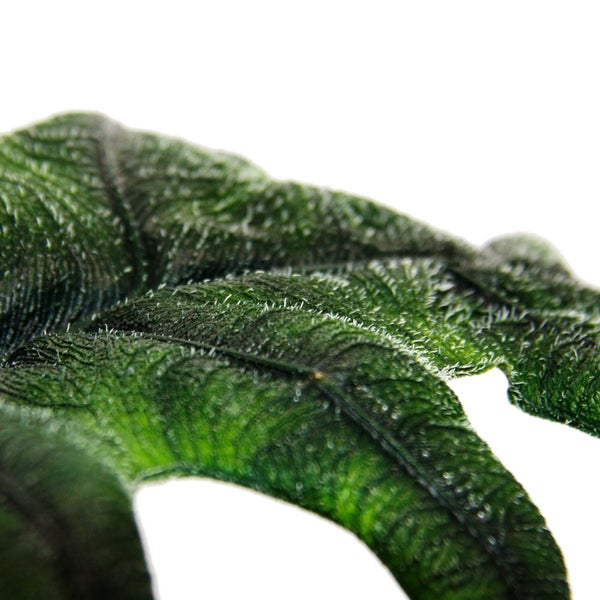 Alocasia tandurusa Jacklyn - Tropenwurz - Alokasie - Pfeilblatt - 12cm Topf