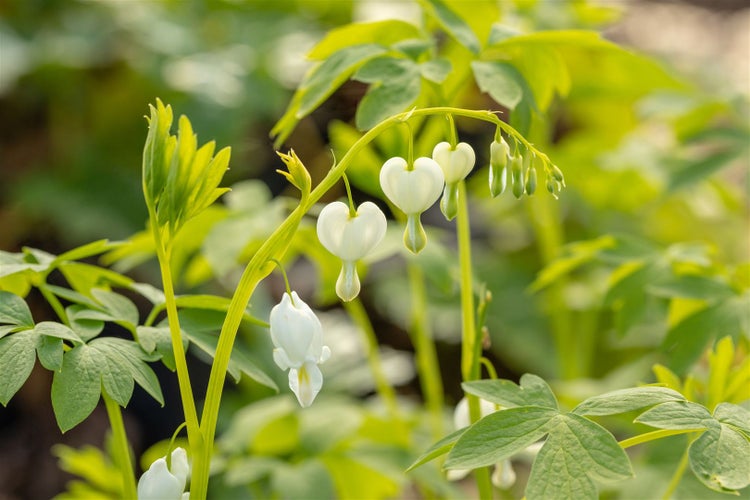 Dicentra spectabilis 'Alba', Tränendes Herz, weiß, ca. 9x9 cm Topf