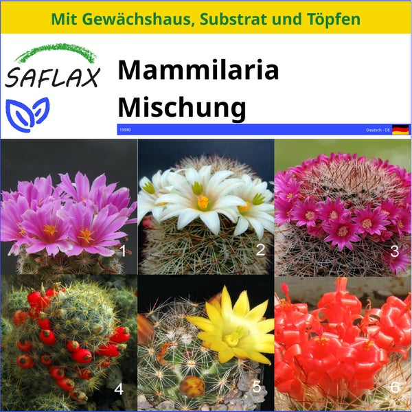 SAFLAX Anzucht Set - Mammilaria Mischung - Mammilaria Mix - 40 Samen - Mit Mini-Gewächshaus, Anzuchtsubstrat und 2 Töpfen