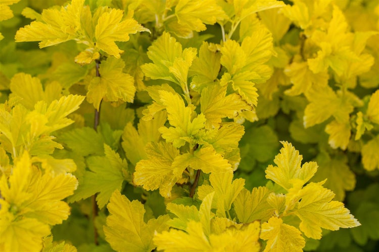 Physocarpus opulifolius 'Angel Gold', Blasenspiere, goldgelb, 40–60 cm