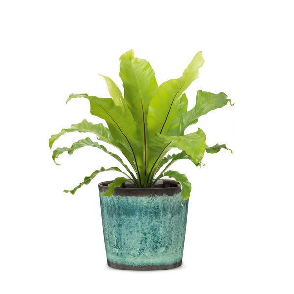Scheurich TRADITION, Blumentopf aus Keramik,  Farbe: Ocean Glaze, 18 cm Durchmesser, 15,6 cm hoch, 1,1 l Vol.