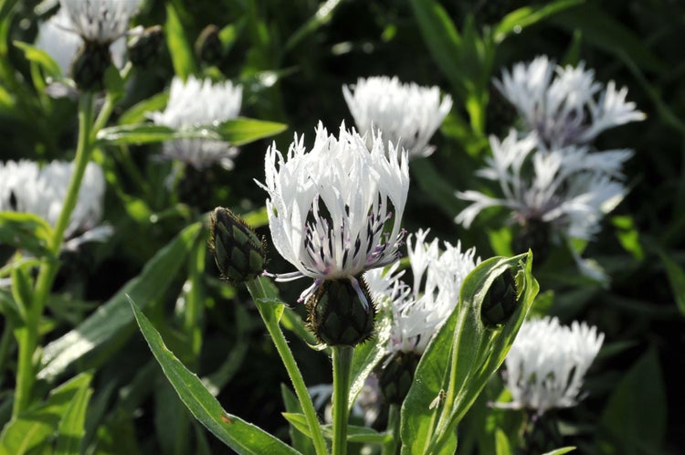 Centaurea montana 'Alba', Berg-Flockenblume, weiß, ca. 9x9 cm Topf