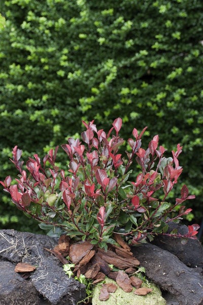 Photinia fraseri 'Little Red Robin', Glanzmispel, rot, 20–30 cm