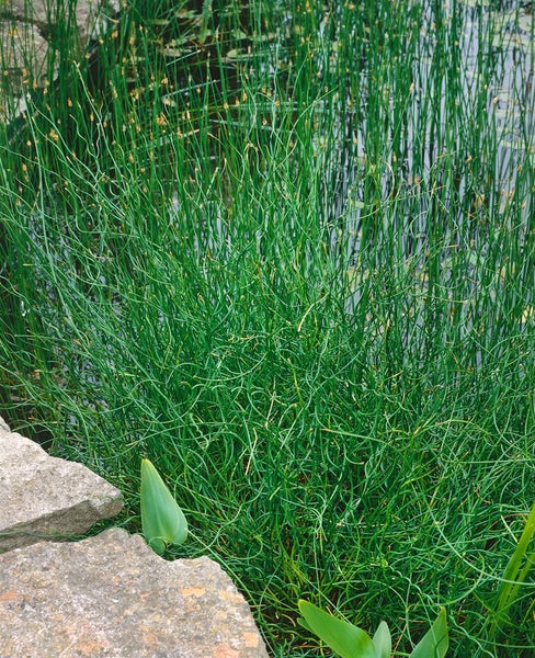 Pflanzen von Korkenzieherbinse am Teichrand