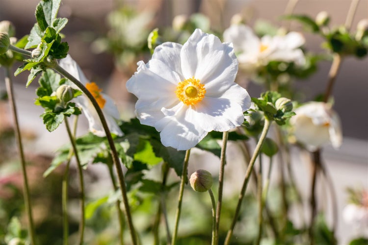 Anemone japonica 'Andrea Atkinson', Herbstanemone, weiß, ca. 9x9 cm Topf