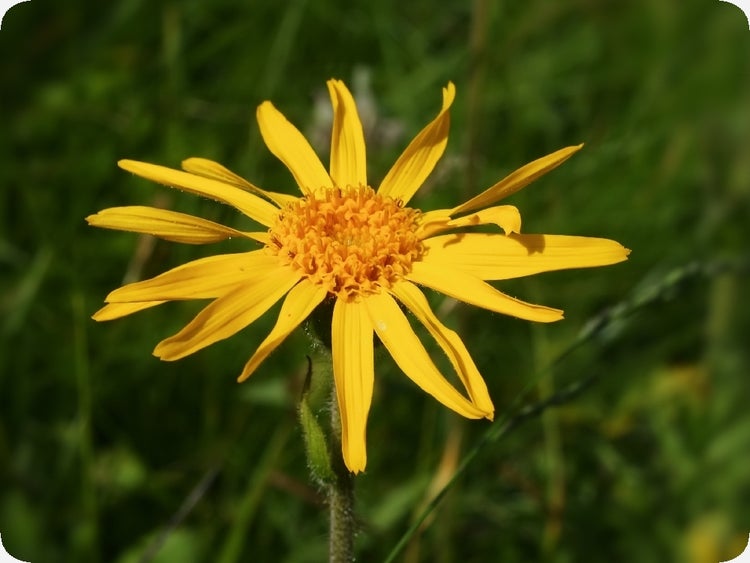 SAFLAX  - Echte Arnica - Arnica montana - 40 Samen