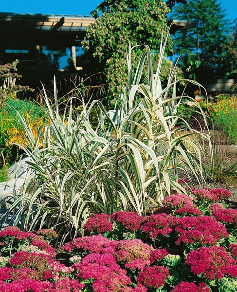 Arundo donax 'Variegata', Riesenschilf, gestreift, ca. 11x11 cm Topf