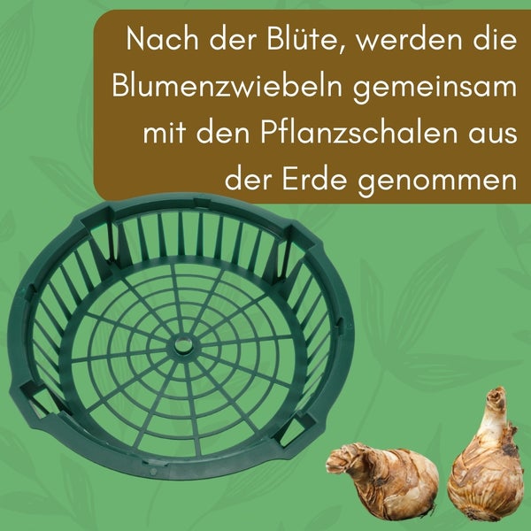 Blumenzwiebelkorb mit zwei Blumenzwiebeln