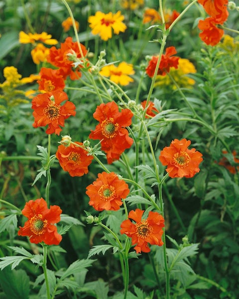 Geum chiloense 'Feuerball', Nelkenwurz, leuchtend rot, ca. 9x9 cm Topf