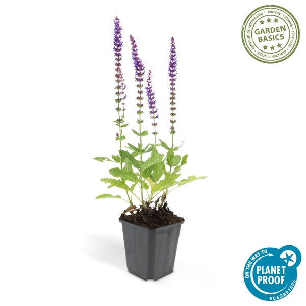 Steppensalbei im schwarzen Pflanztopf mit violetten Blüten, pflegeleichte und nachhaltig produzierte Gartenpflanze.