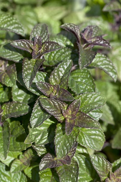 Mentha spicata, Grüne Minze, aromatisch, ca. 9x9 cm Topf