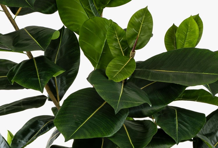 Nahaufnahme eines künstlichen Gummibaums Ficus elastica mit großen grünen Blättern.