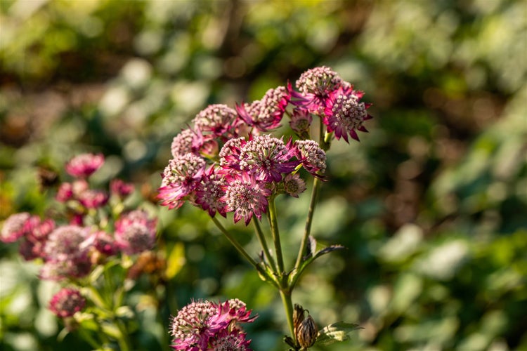 Astrantia major 'Rosensinfonie', Sterndolde, rosa, ca. 9x9 cm Topf