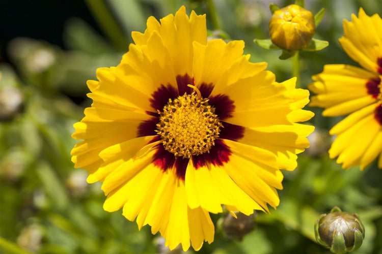 Coreopsis grandiflora 'Sonnenkind', Mädchenauge, gelb, ca. 9x9 cm Topf