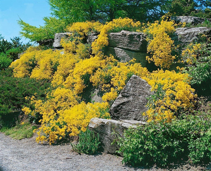 Gelbe Steingartenpflanzen wachsen üppig über große graue Natursteine in einem hellen, sonnigen Garten.