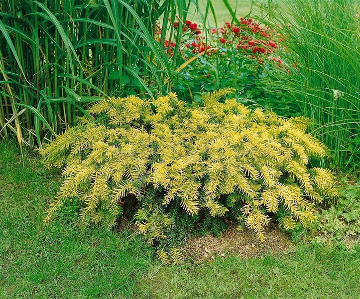 Taxus baccata 'Semperaurea', Gelbe Eibe, immergrün, 20–25 cm