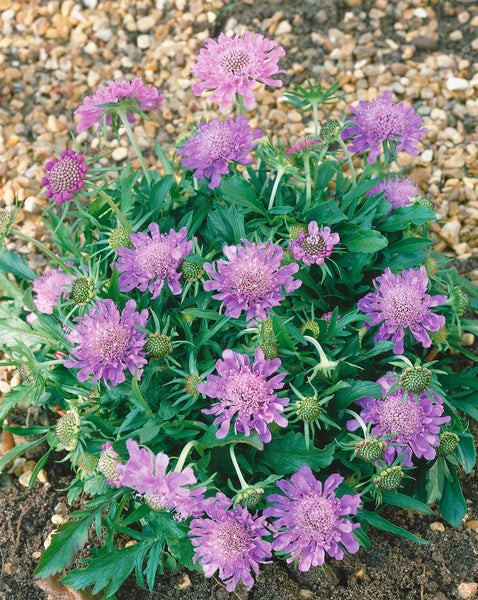Scabiosa japonica var.alpina, Skabiose, zartblau, ca. 9x9 cm Topf