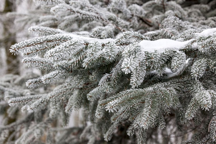 Abies nordmanniana, Nordmanntanne, 40–60 cm