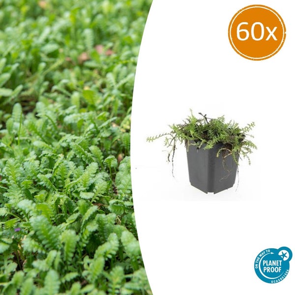Bodendecker Leptinella squalida im 60er Set, Einzelpflanze im Topf und Detailansicht der Blätter, Planet Proof zertifiziert.